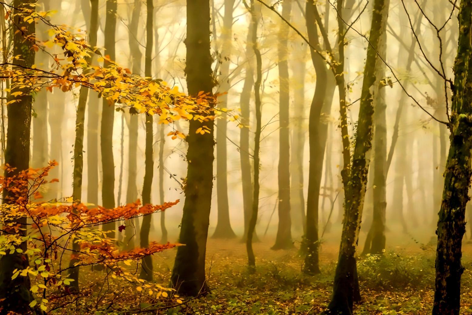 Полевая работа в смешанном лесу